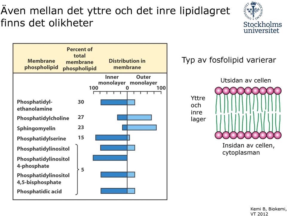 fosfolipid varierar Utsidan av cellen