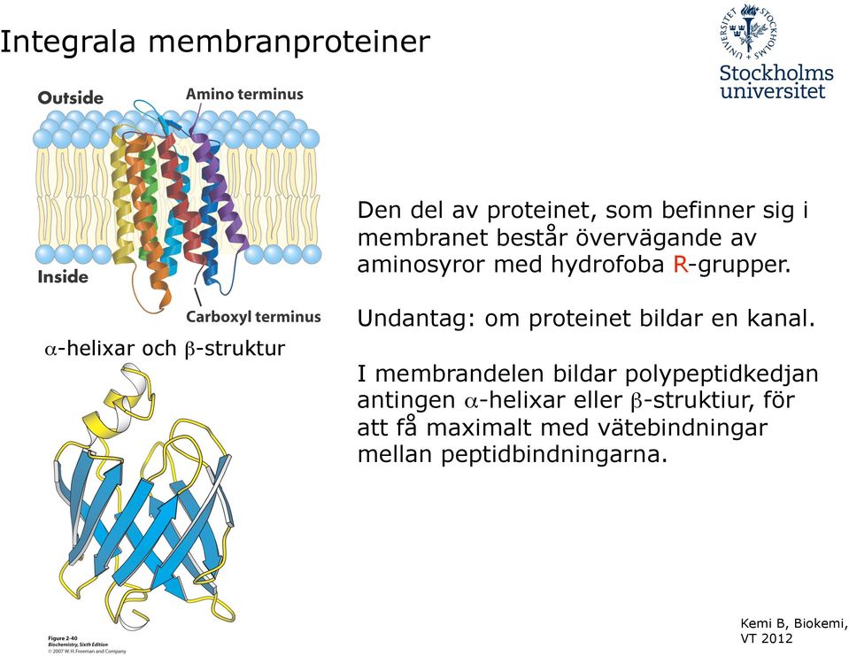 α-helixar och β-struktur Undantag: om proteinet bildar en kanal.