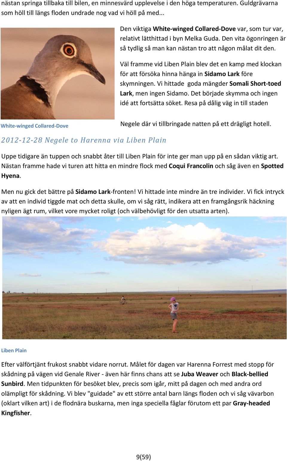 Väl framme vid Liben Plain blev det en kamp med klockan för att försöka hinna hänga in Sidamo Lark före skymningen. Vi hittade goda mängder Somali Short-toed Lark, men ingen Sidamo.