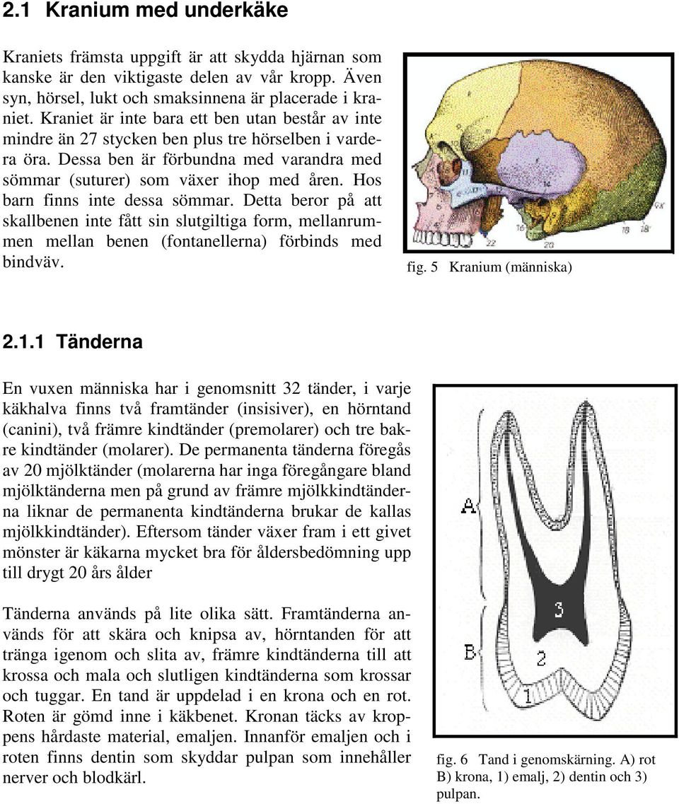 Hos barn finns inte dessa sömmar. Detta beror på att skallbenen inte fått sin slutgiltiga form, mellanrummen mellan benen (fontanellerna) förbinds med bindväv. fig. 5 Kranium (människa) 2.1.