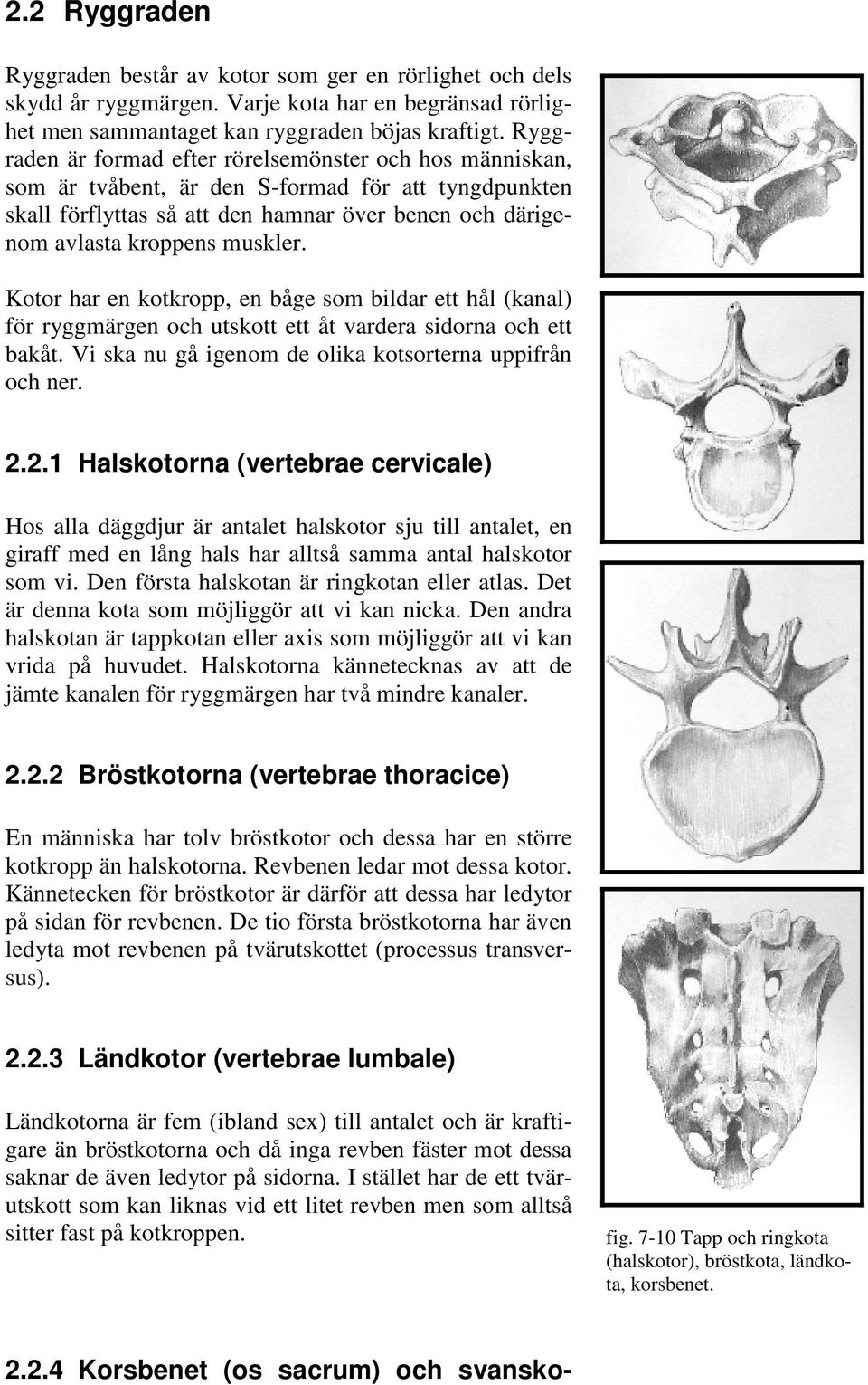 Kotor har en kotkropp, en båge som bildar ett hål (kanal) för ryggmärgen och utskott ett åt vardera sidorna och ett bakåt. Vi ska nu gå igenom de olika kotsorterna uppifrån och ner. 2.