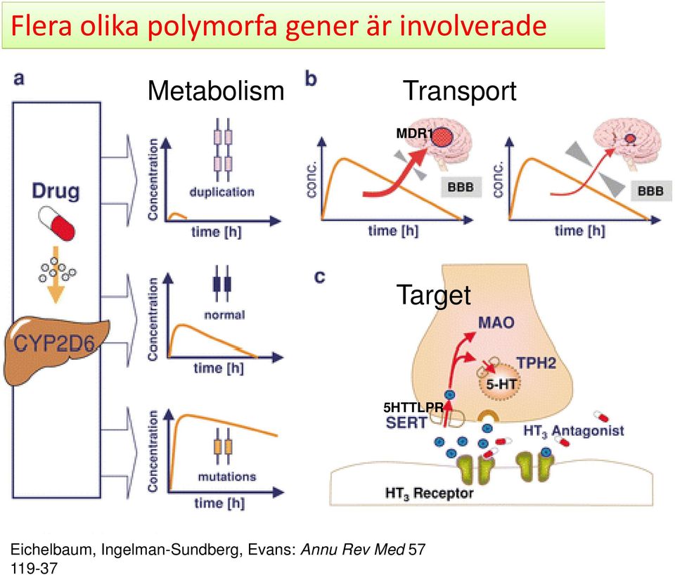 MDR1 Target 5HTTLPR Eichelbaum,