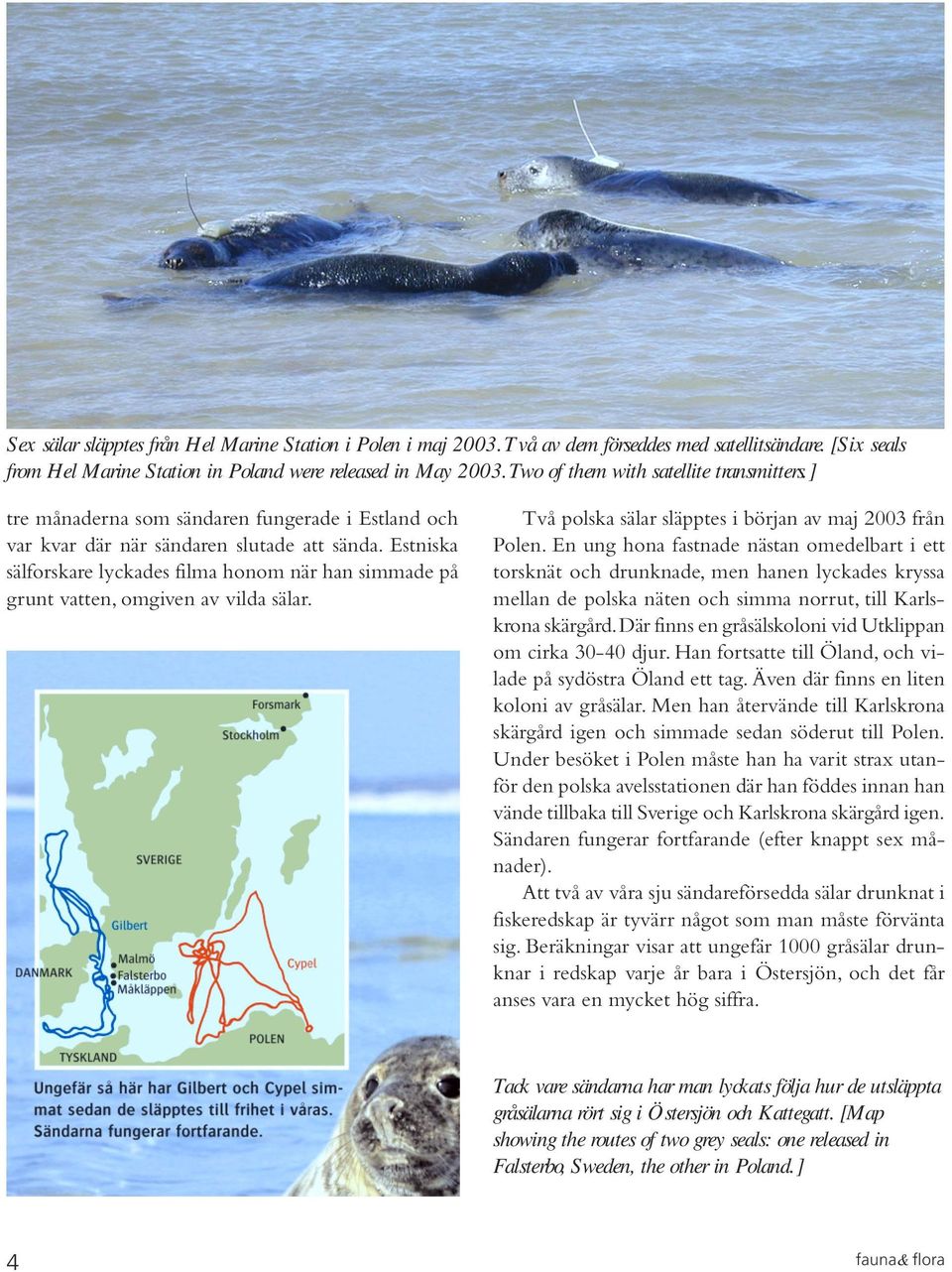 Estniska sälforskare lyckades filma honom när han simmade på grunt vatten, omgiven av vilda sälar. Två polska sälar släpptes i början av maj 2003 från Polen.