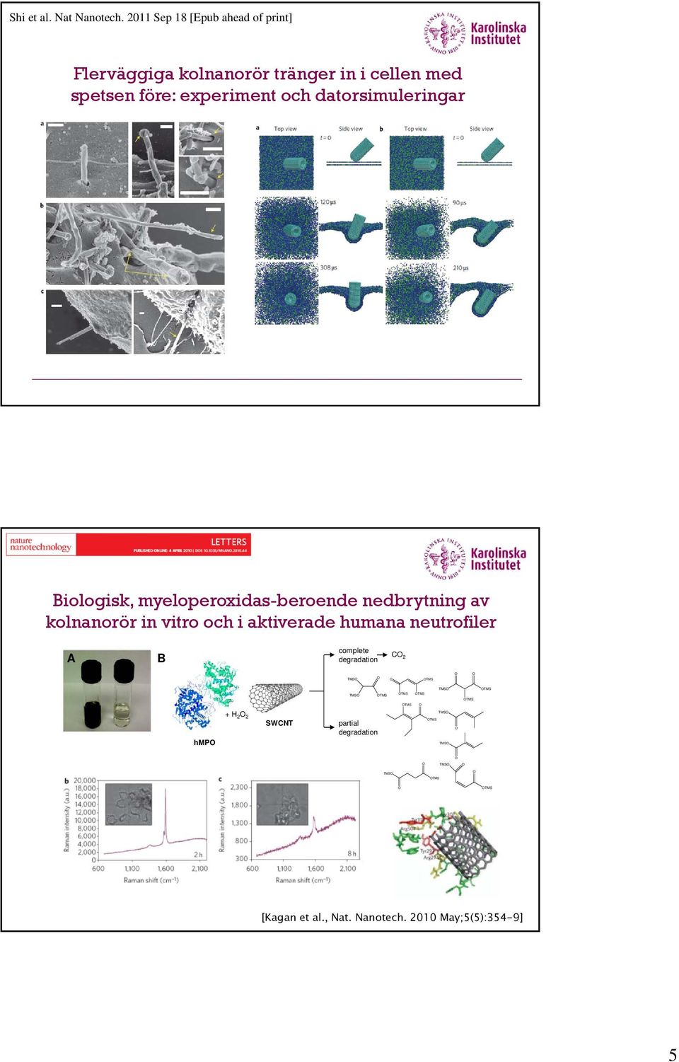 datorsimuleringar Biologisk, myeloperoxidas-beroende nedbrytning av kolnanorör in vitro och i aktiverade humana