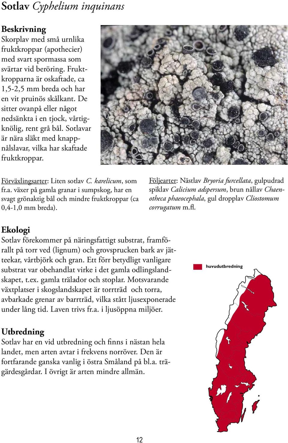 Sotlavar är nära släkt med knappnålslavar, vilka har skaftade fruktkroppar. Förväxlingsarter: Liten sotlav C. karelicum, som fr.a. växer på gamla granar i sumpskog, har en svagt grönaktig bål och mindre fruktkroppar (ca 0,4-1,0 mm breda).