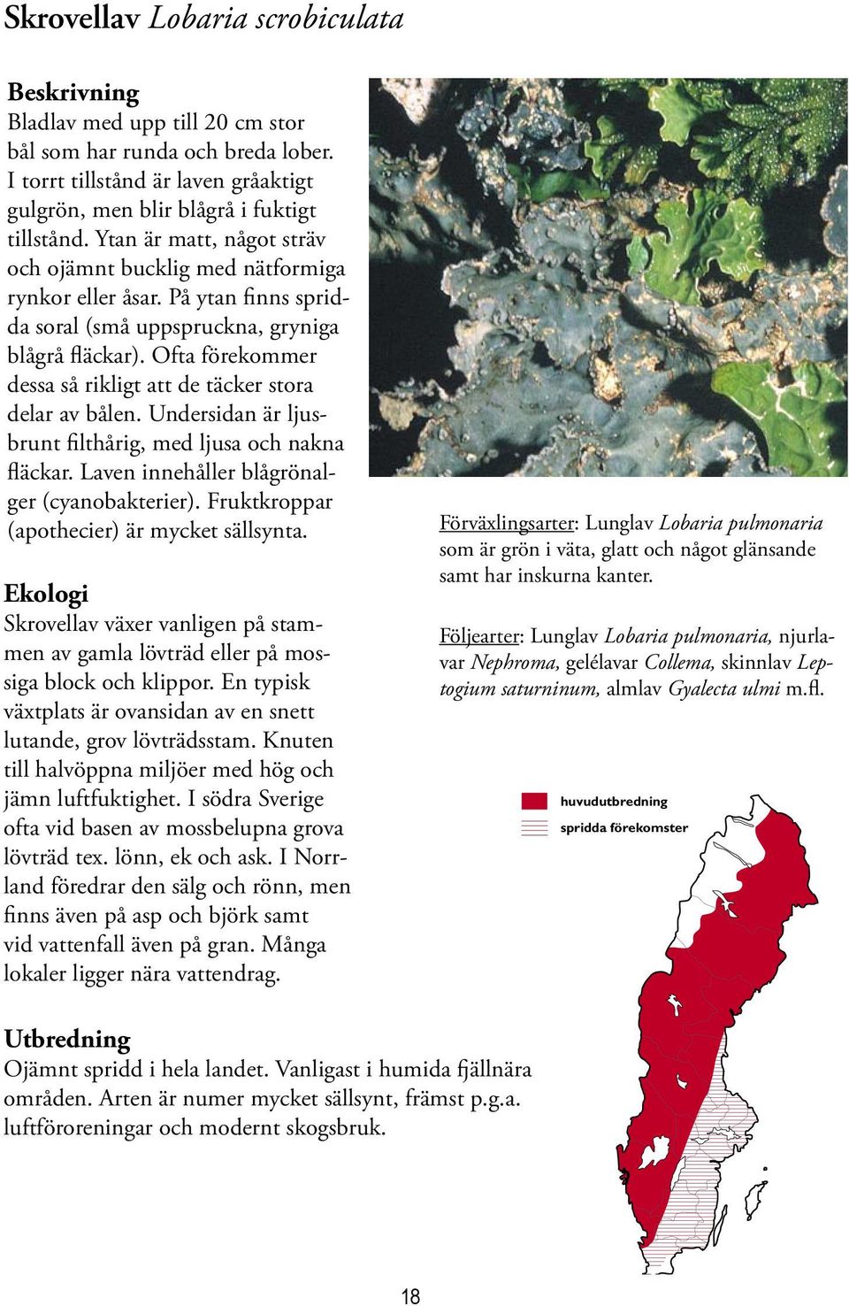 Ofta förekommer dessa så rikligt att de täcker stora delar av bålen. Undersidan är ljusbrunt filthårig, med ljusa och nakna fläckar. Laven innehåller blågrönalger (cyanobakterier).