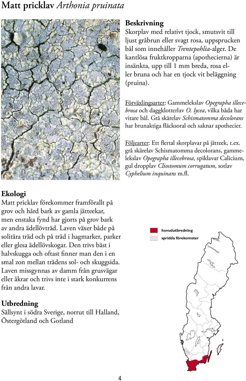 Förväxlingsarter: Gammelekslav Opegrapha illecebrosa och daggklotterlav O. lycea, vilka båda har vitare bål. Grå skärelav Schismatomma decolorans har brunaktiga fläcksoral och saknar apothecier.