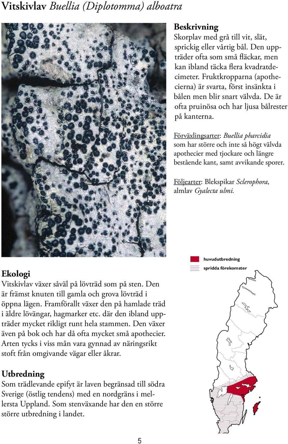 Förväxlingsarter: Buellia pharcidia som har större och inte så högt välvda apothecier med tjockare och längre bestående kant, samt avvikande sporer.