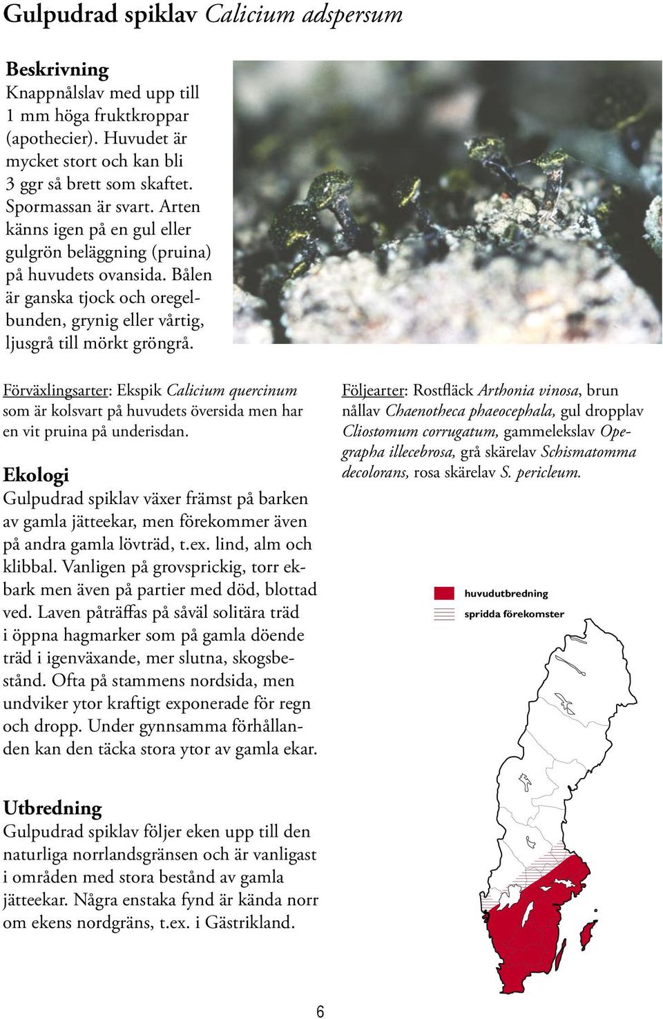 Förväxlingsarter: Ekspik Calicium quercinum som är kolsvart på huvudets översida men har en vit pruina på underisdan.