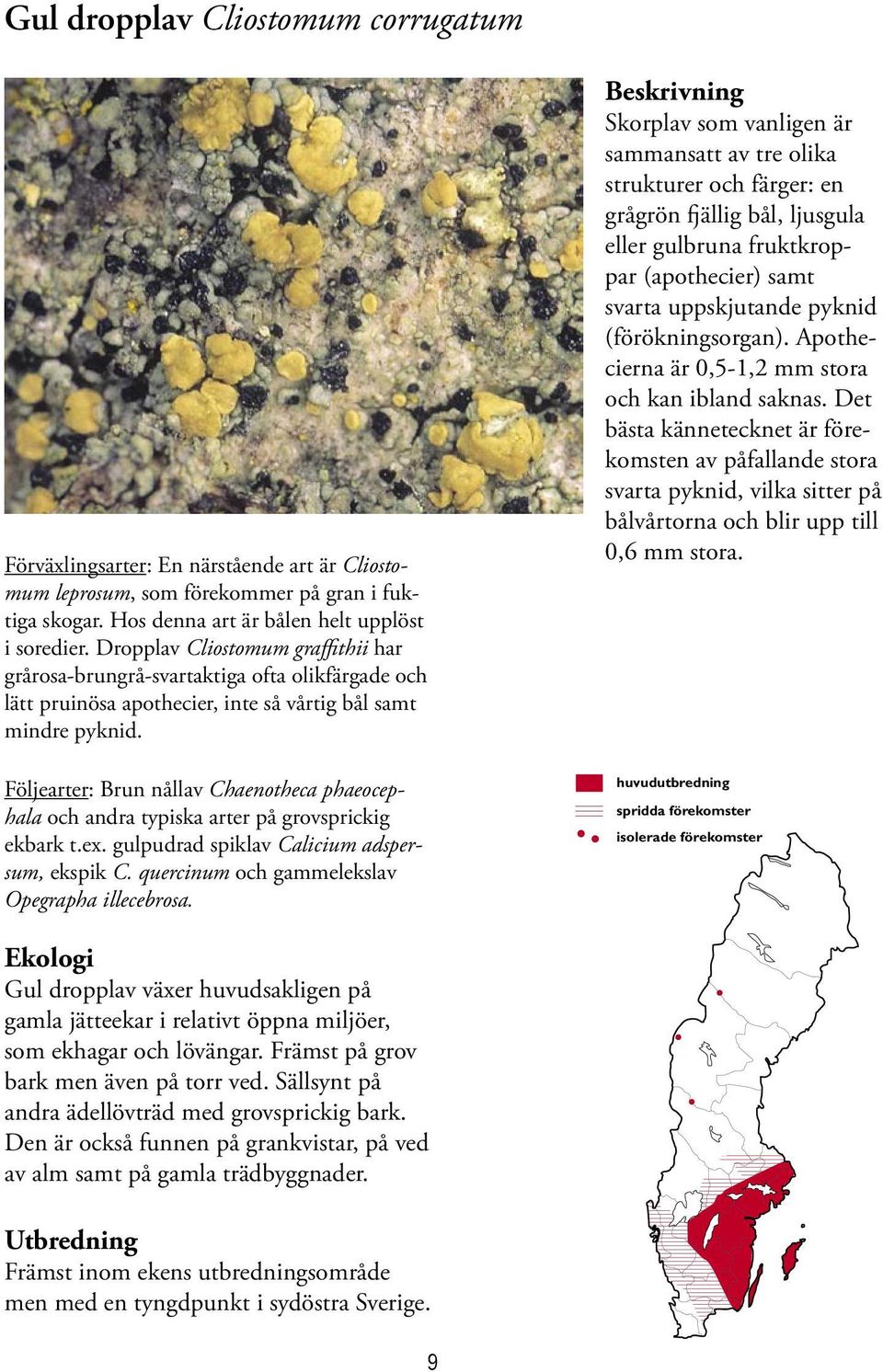 Följearter: Brun nållav Chaenotheca phaeocephala och andra typiska arter på grovsprickig ekbark t.ex. gulpudrad spiklav Calicium adspersum, ekspik C. quercinum och gammelekslav Opegrapha illecebrosa.