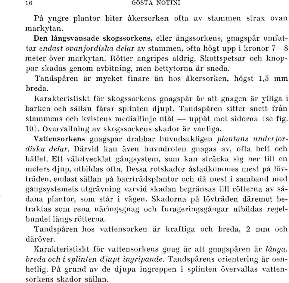 Skottspetsar och linoppar sliadas genom avbitning, men bettytorna ar sneda. Tandspben ar mycltet finare an hos iltersorlien, hogst 1,5 nlm breda.