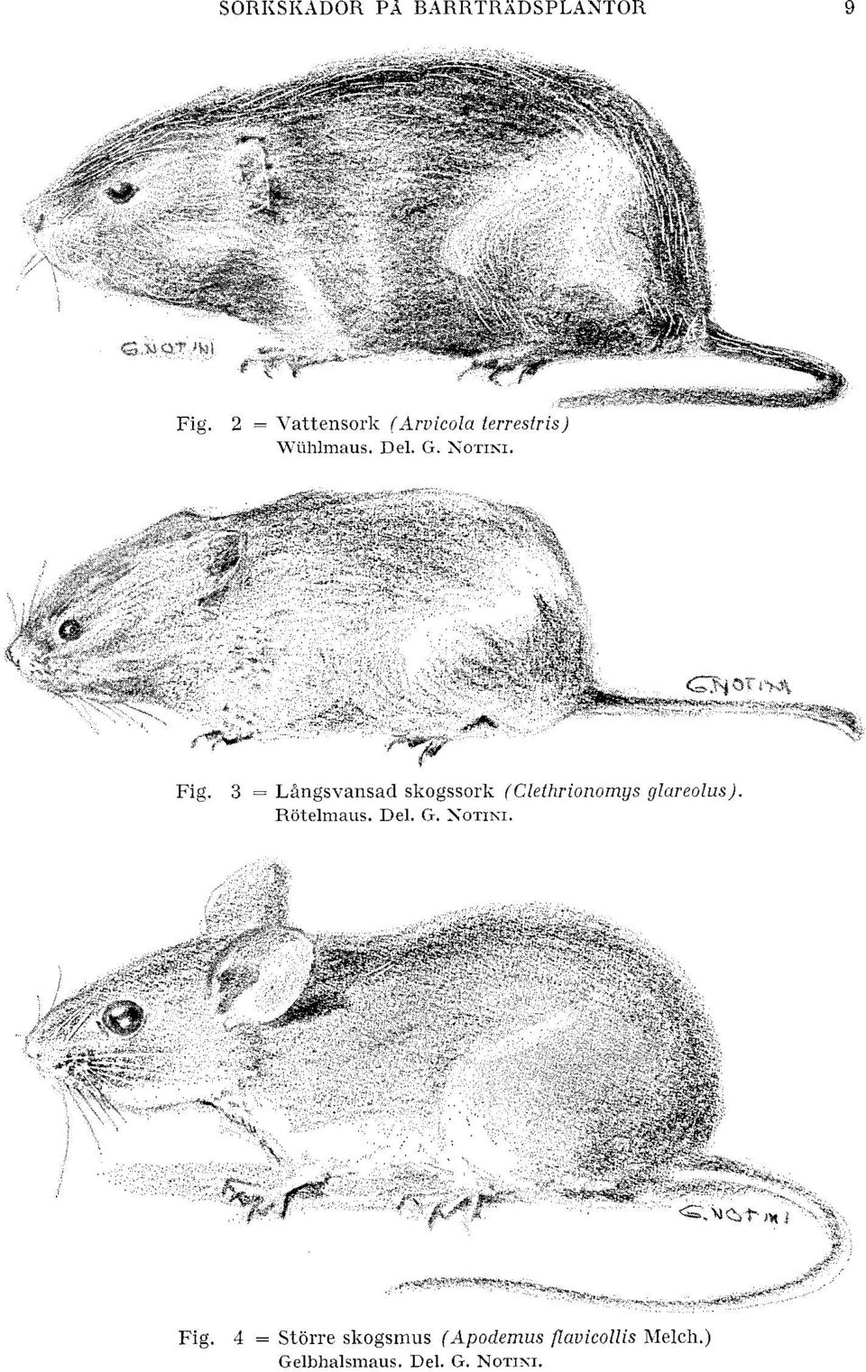 3 = Lhgsransad skogssork (Clethrionomys glareolus).