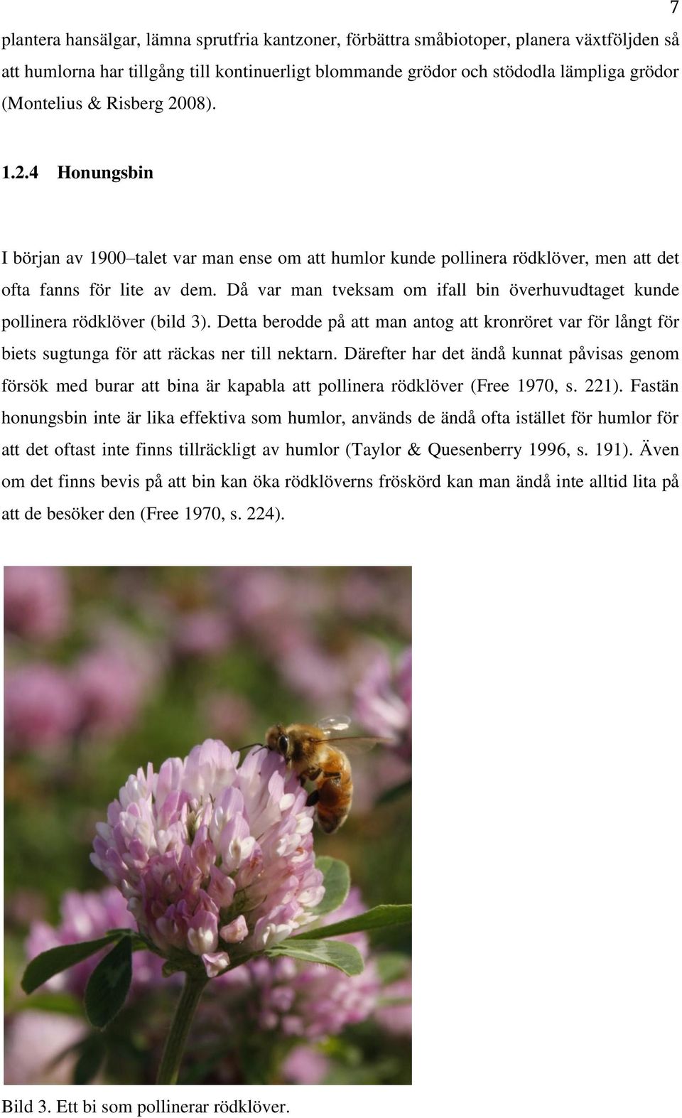 Då var man tveksam om ifall bin överhuvudtaget kunde pollinera rödklöver (bild 3). Detta berodde på att man antog att kronröret var för långt för biets sugtunga för att räckas ner till nektarn.