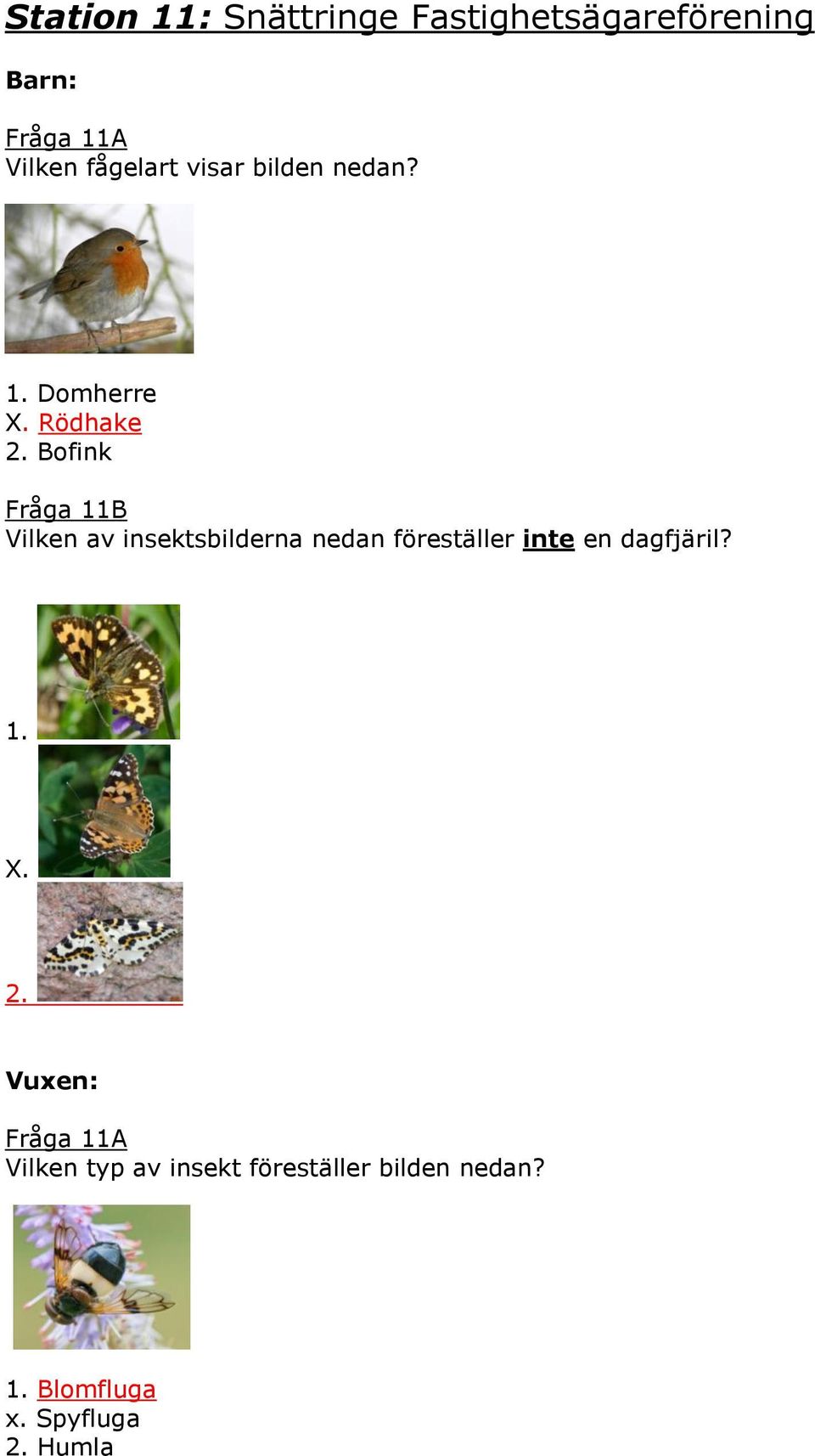 Bofink Fråga 11B Vilken av insektsbilderna nedan föreställer inte en