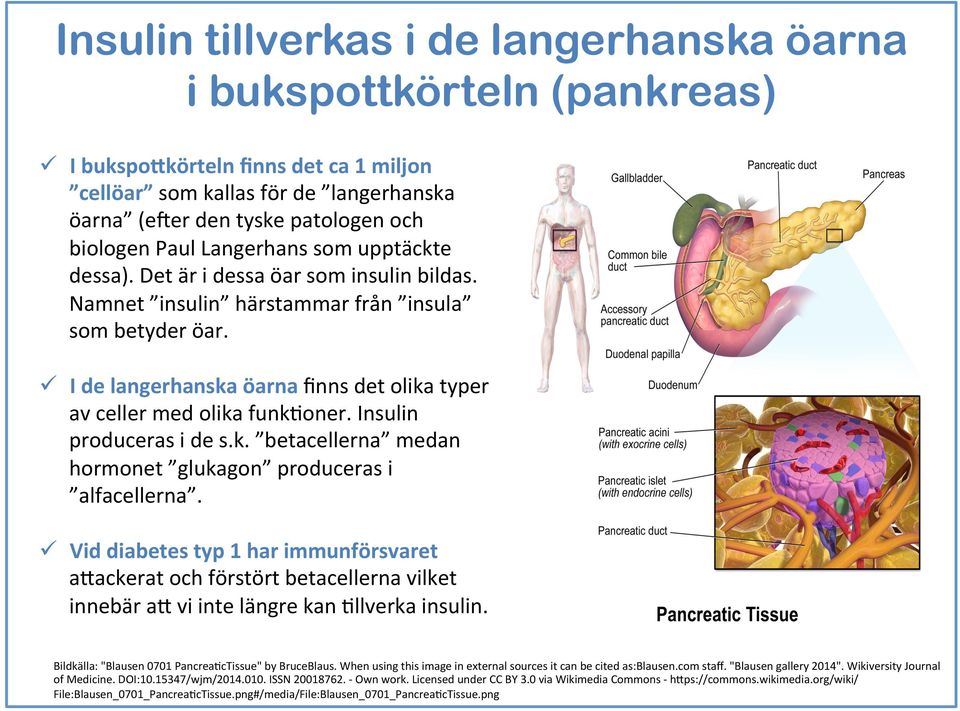 ü I de langerhanska öarna ﬁnns det olika typer av celler med olika funk3oner. Insulin produceras i de s.k. betacellerna medan hormonet glukagon produceras i alfacellerna.