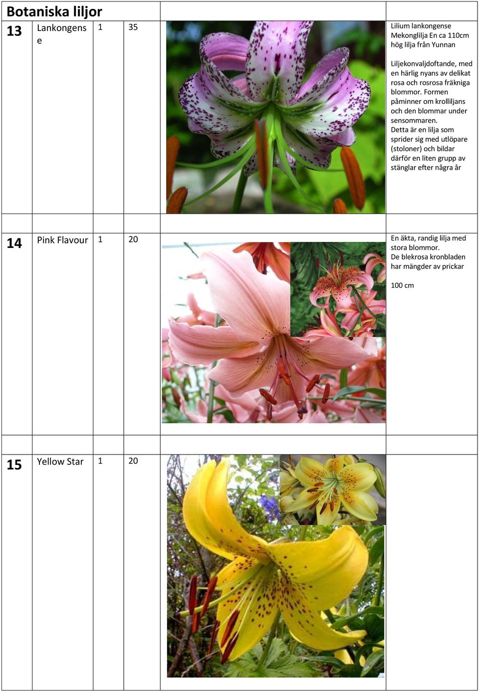 Formen påminner om krolliljans och den blommar under sensommaren.