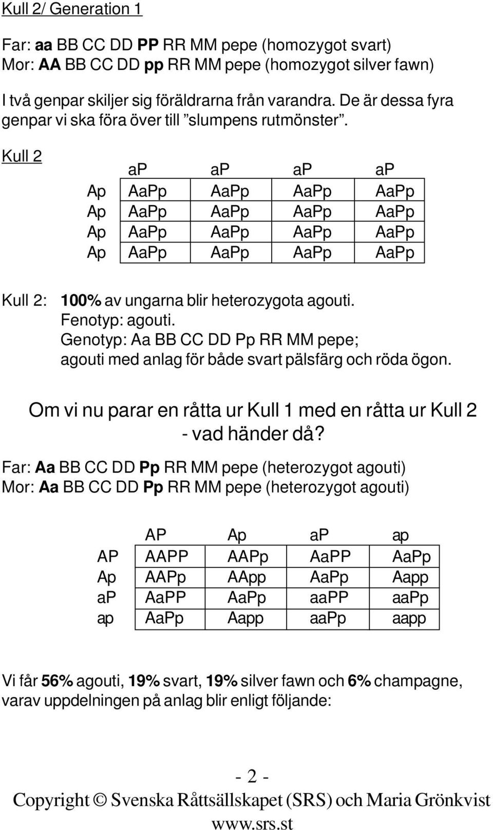 . Genotyp: Aa BB CC DD Pp RR MM pepe; agouti med anlag för både svart pälsfärg och röda ögon. Om vi nu parar en råtta ur Kull 1 med en råtta ur Kull 2 - vad händer då?