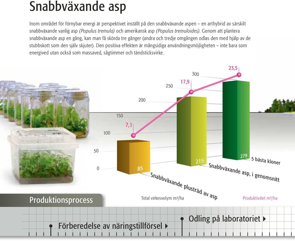 Den positiva effekten är mångsidiga användningsmöjligheten inte bara som energived utan också som massaved, sågtimmer och tändsticksvirke.