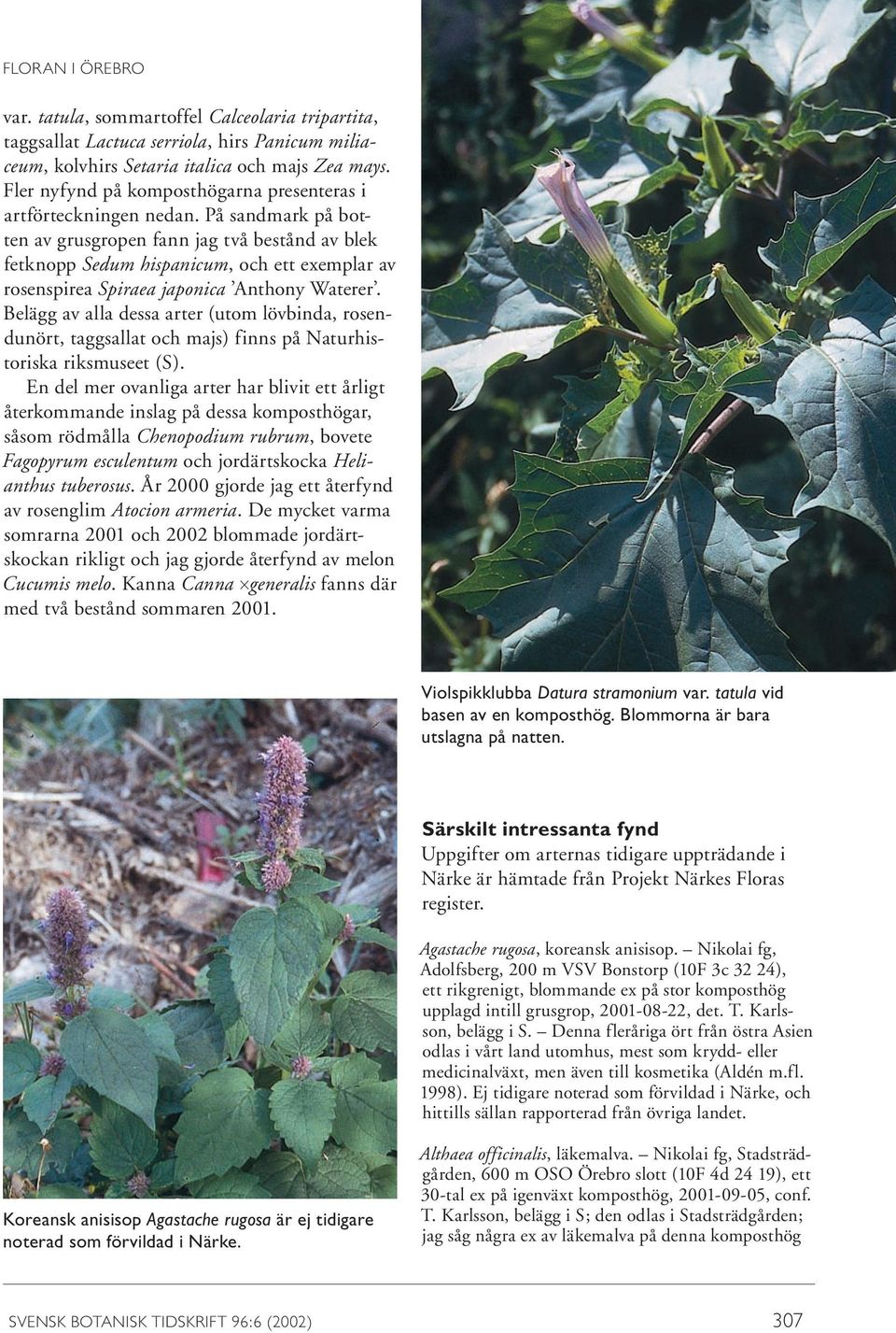 På sandmark på botten av grusgropen fann jag två bestånd av blek fetknopp Sedum hispanicum, och ett exemplar av rosenspirea Spiraea japonica Anthony Waterer.