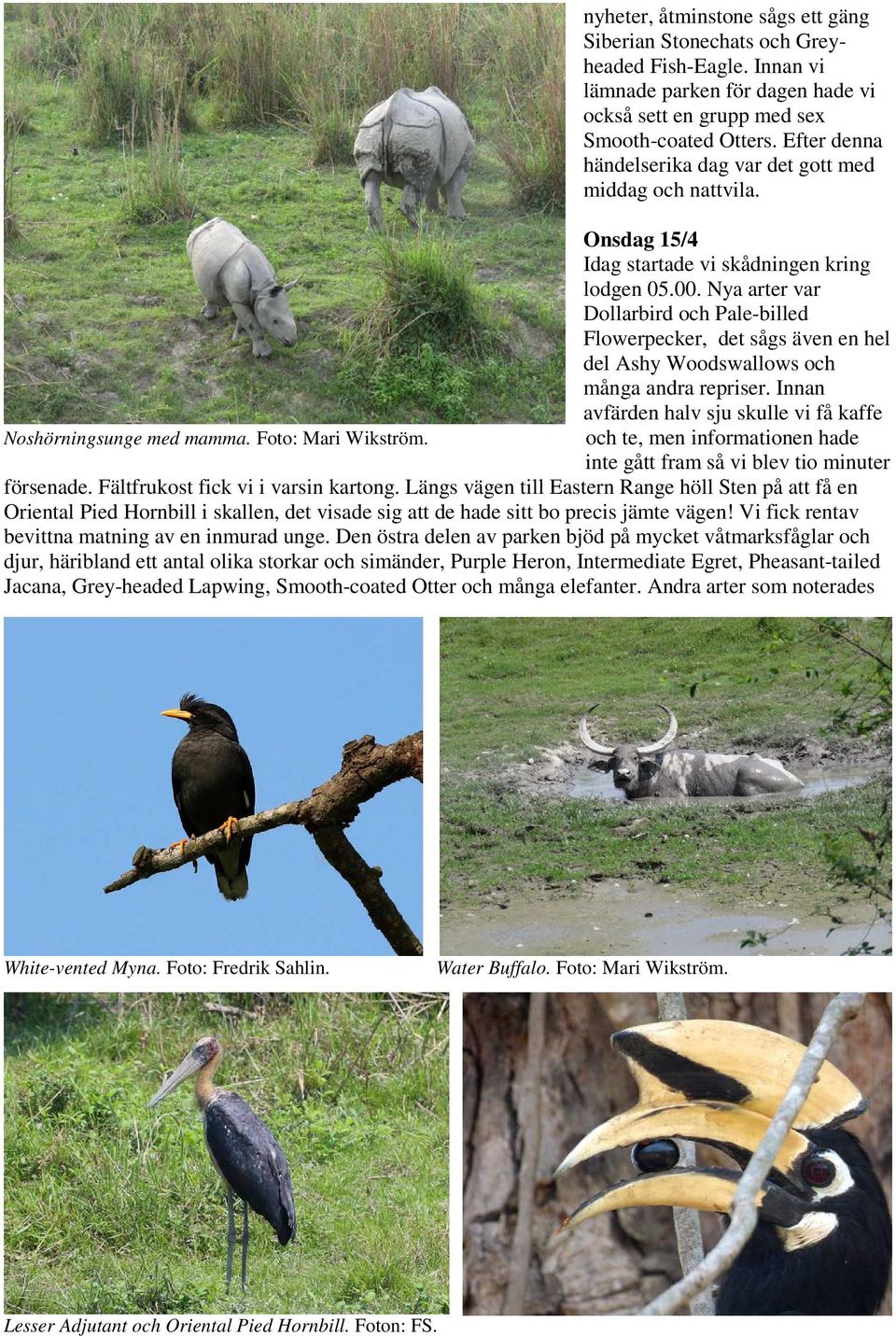 Onsdag 15/4 Idag startade vi skådningen kring lodgen 05.00. Nya arter var Dollarbird och Pale-billed Flowerpecker, det sågs även en hel del Ashy Woodswallows och många andra repriser.