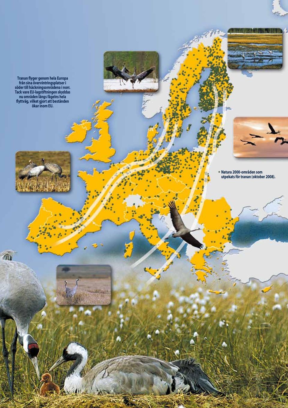 Tack vare EU-lagstiftningen skyddas nu områden längs fågelns hela
