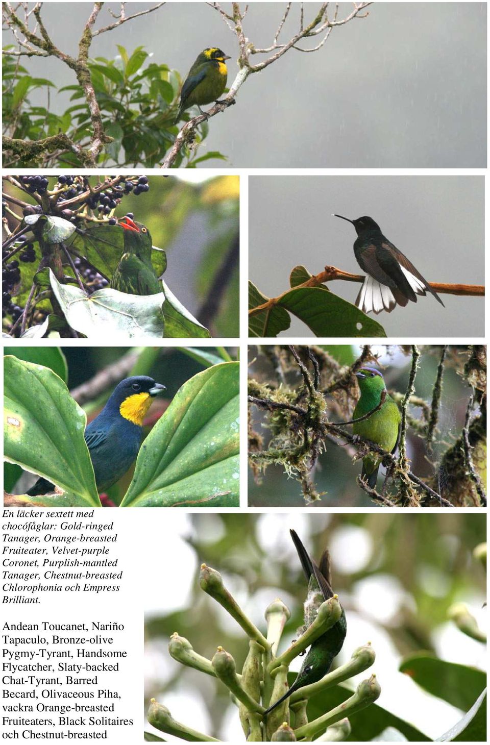 Andean Toucanet, Nariño Tapaculo, Bronze-olive Pygmy-Tyrant, Handsome Flycatcher, Slaty-backed