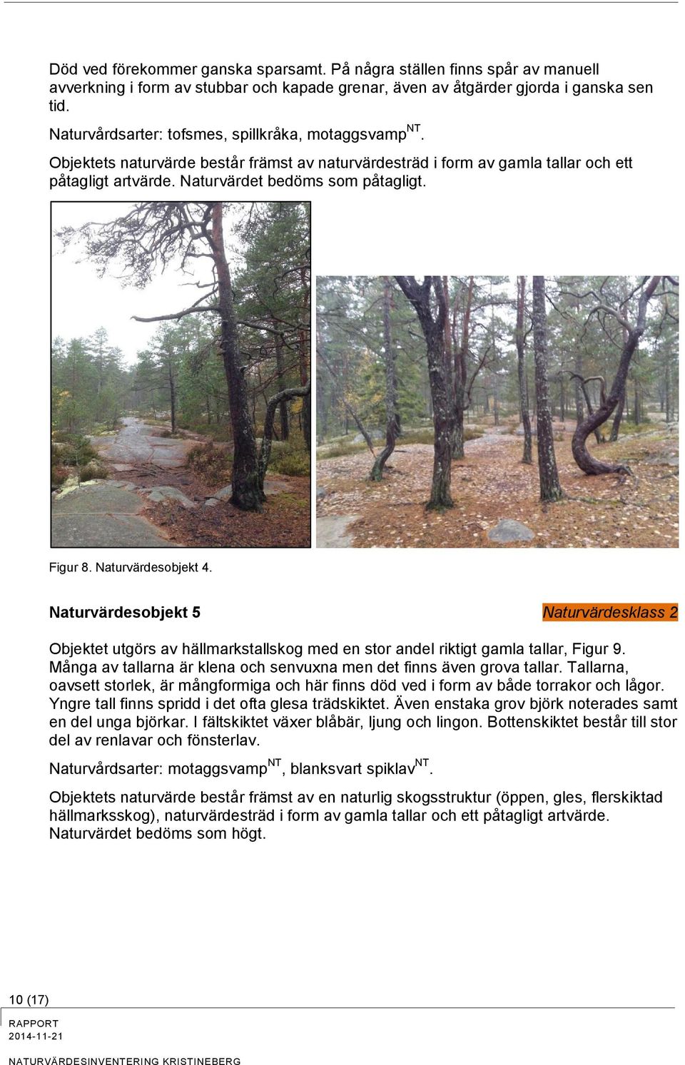 Figur 8. Naturvärdesobjekt 4. Naturvärdesobjekt 5 Naturvärdesklass 2 Objektet utgörs av hällmarkstallskog med en stor andel riktigt gamla tallar, Figur 9.