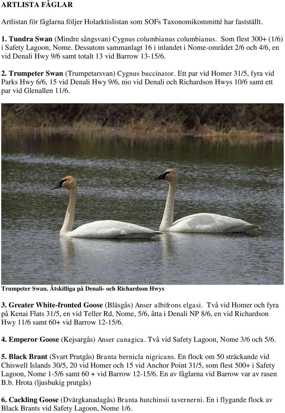 Ett par vid Homer 31/5, fyra vid Parks Hwy 6/6, 15 vid Denali Hwy 9/6, nio vid Denali och Richardson Hwys 10/6 samt ett par vid Glenallen 11/6. Trumpeter Swan.