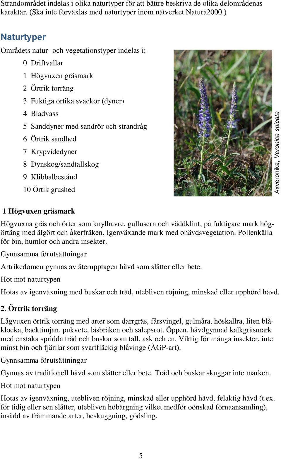 Örtrik sandhed 7 Krypvidedyner 8 Dynskog/sandtallskog 9 Klibbalbestånd 0 Örtik grushed Axveronika, Veronica spicata Högvuxen gräsmark Högvuxna gräs och örter som knylhavre, gullusern och väddklint,