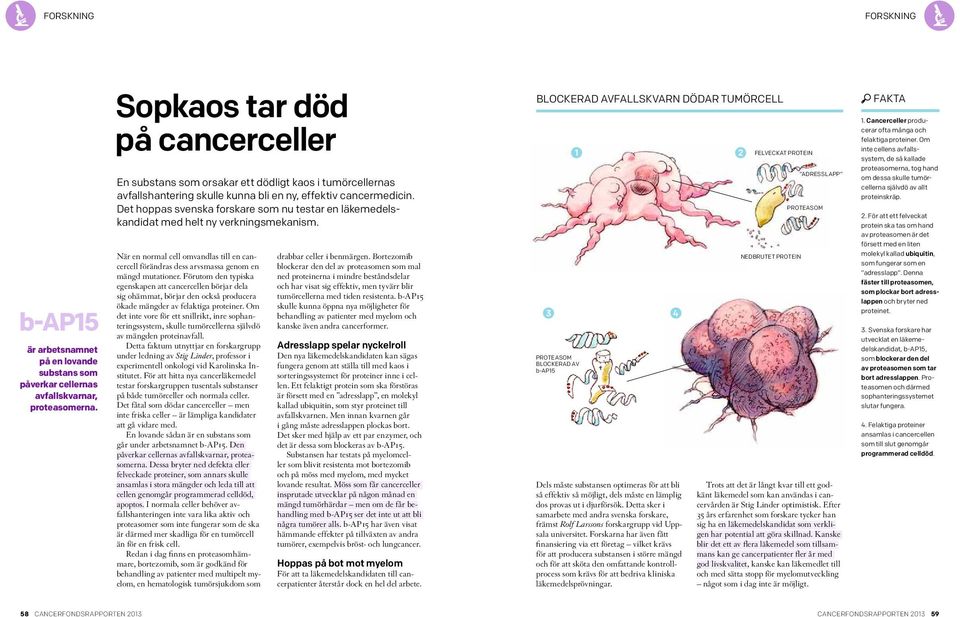 Det hoppas svenska forskare som nu testar en läkemedelskandidat med helt ny verkningsmekanism. När en normal cell omvandlas till en cancercell förändras dess arvsmassa genom en mängd mutationer.