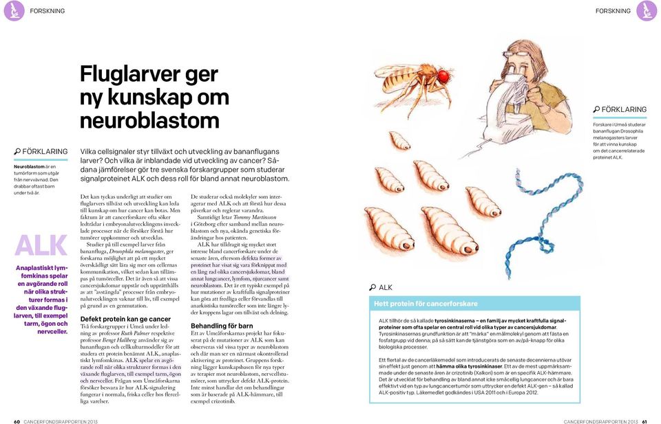 Fluglarver ger ny kunskap om neuroblastom Vilka cellsignaler styr tillväxt och utveckling av bananflugans larver? Och vilka är inblandade vid utveckling av cancer?