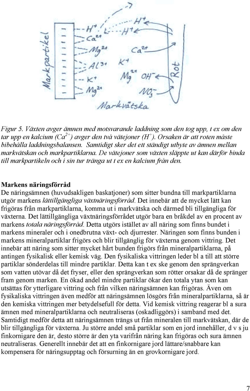 De vätejoner som växten släppte ut kan därför binda till markpartikeln och i sin tur tränga ut t ex en kalcium från den.