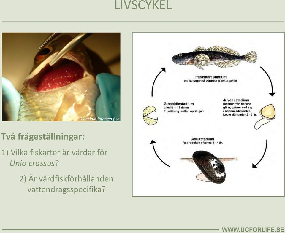 fiskarter är värdar för Unio crassus?