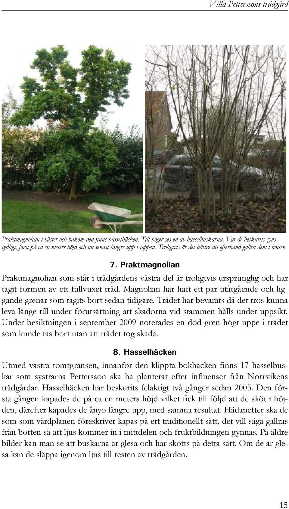 Magnolian har haft ett par utåtgående och liggande grenar som tagits bort sedan tidigare.