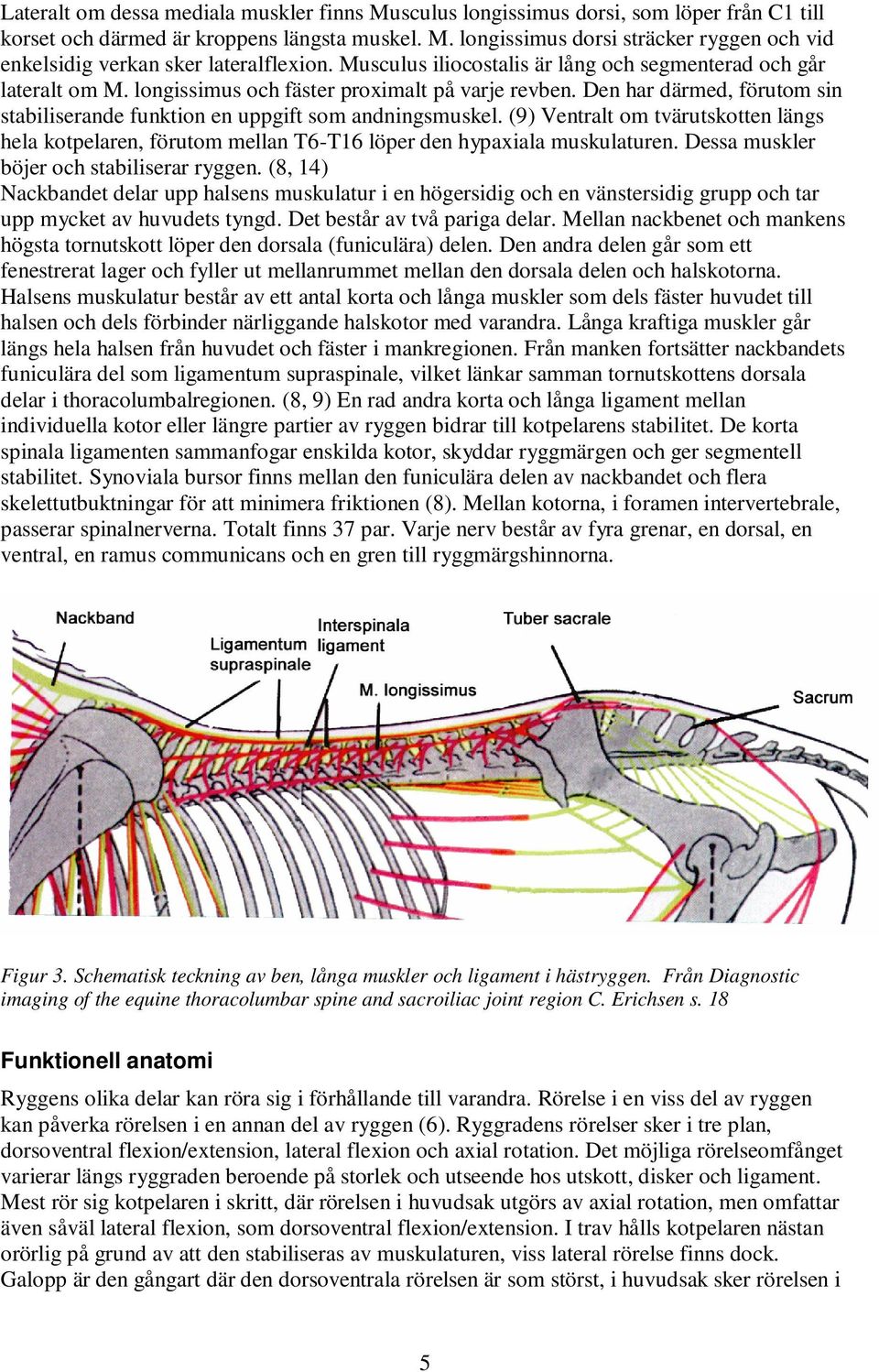 Den har därmed, förutom sin stabiliserande funktion en uppgift som andningsmuskel. (9) Ventralt om tvärutskotten längs hela kotpelaren, förutom mellan T6-T16 löper den hypaxiala muskulaturen.