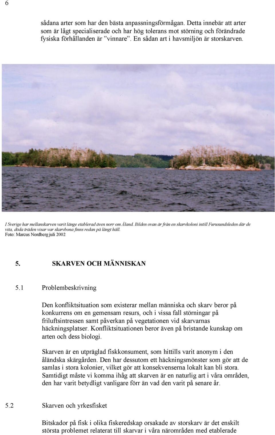 Bilden ovan är från en skarvkoloni intill Furusundsleden där de vita, döda träden visar var skarvbona finns redan på långt håll. Foto: Marcus Nordberg juli 2002 5. SKARVEN OCH MÄNNISKAN 5.