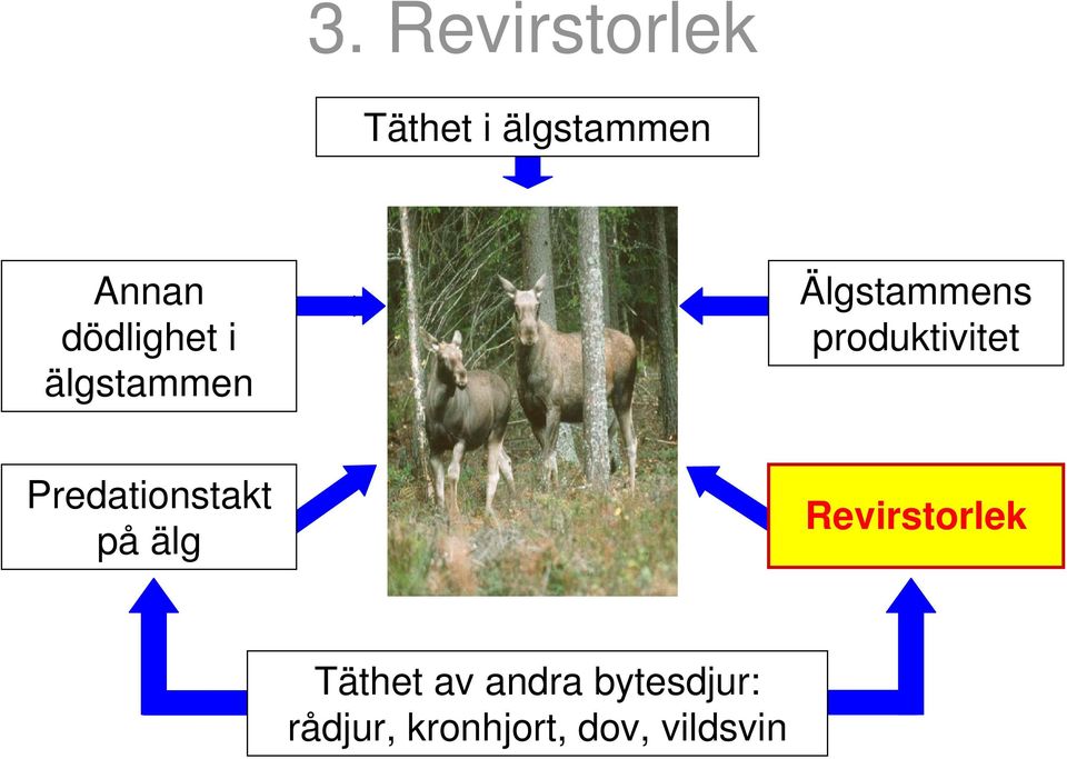 produktivitet Predationstakt på älg