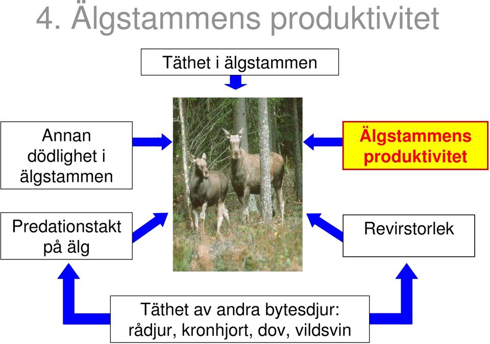 produktivitet Predationstakt på älg Revirstorlek