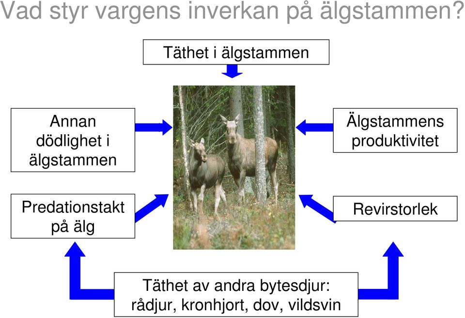 Älgstammens produktivitet Predationstakt på älg