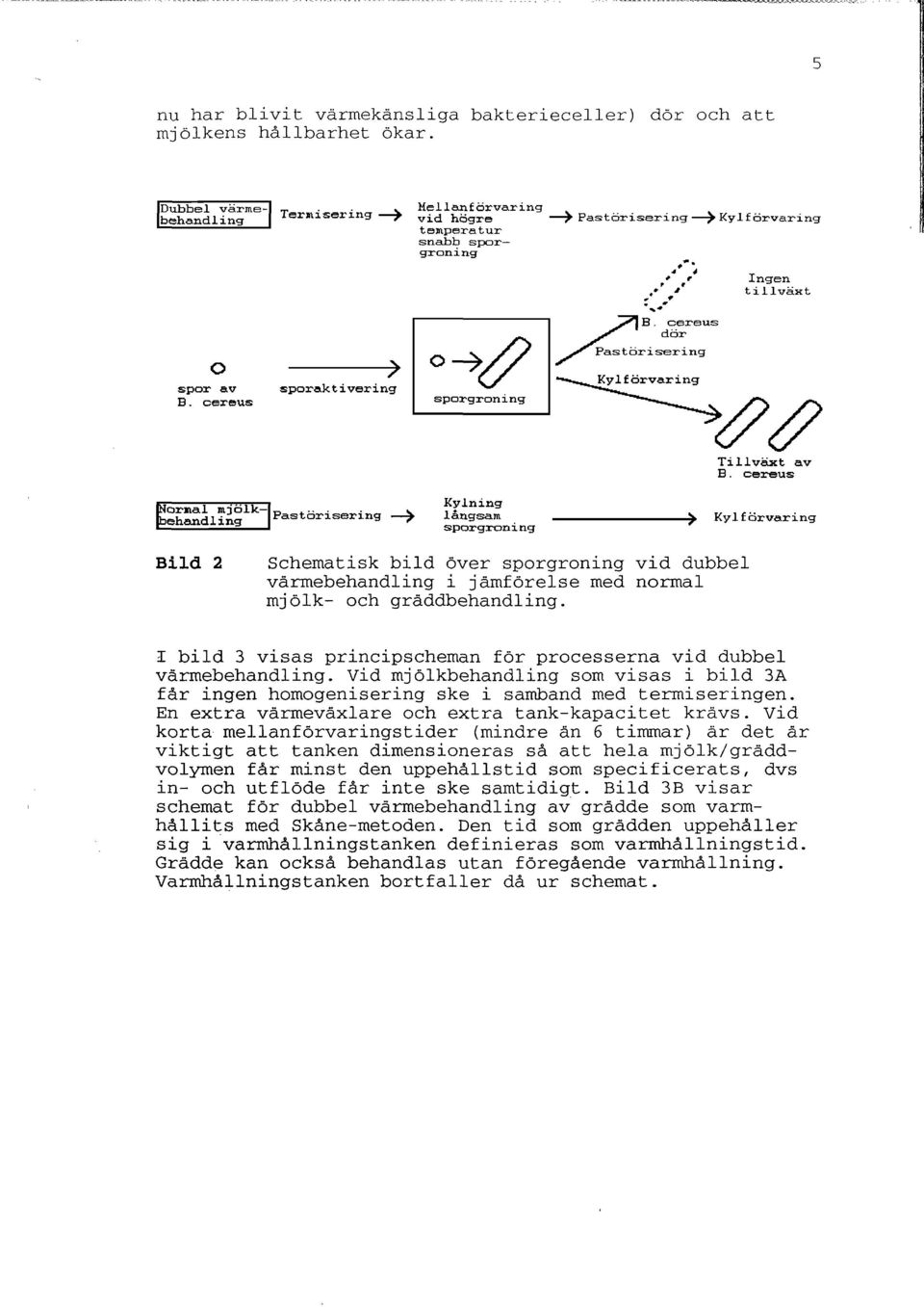 ng långsam Kyl förvaring sporgroning Bild 2 Schematisk bild över sporgroning vid dubbel värmebehandling i jämförelse med normal mjölk- och gräddbehandling.