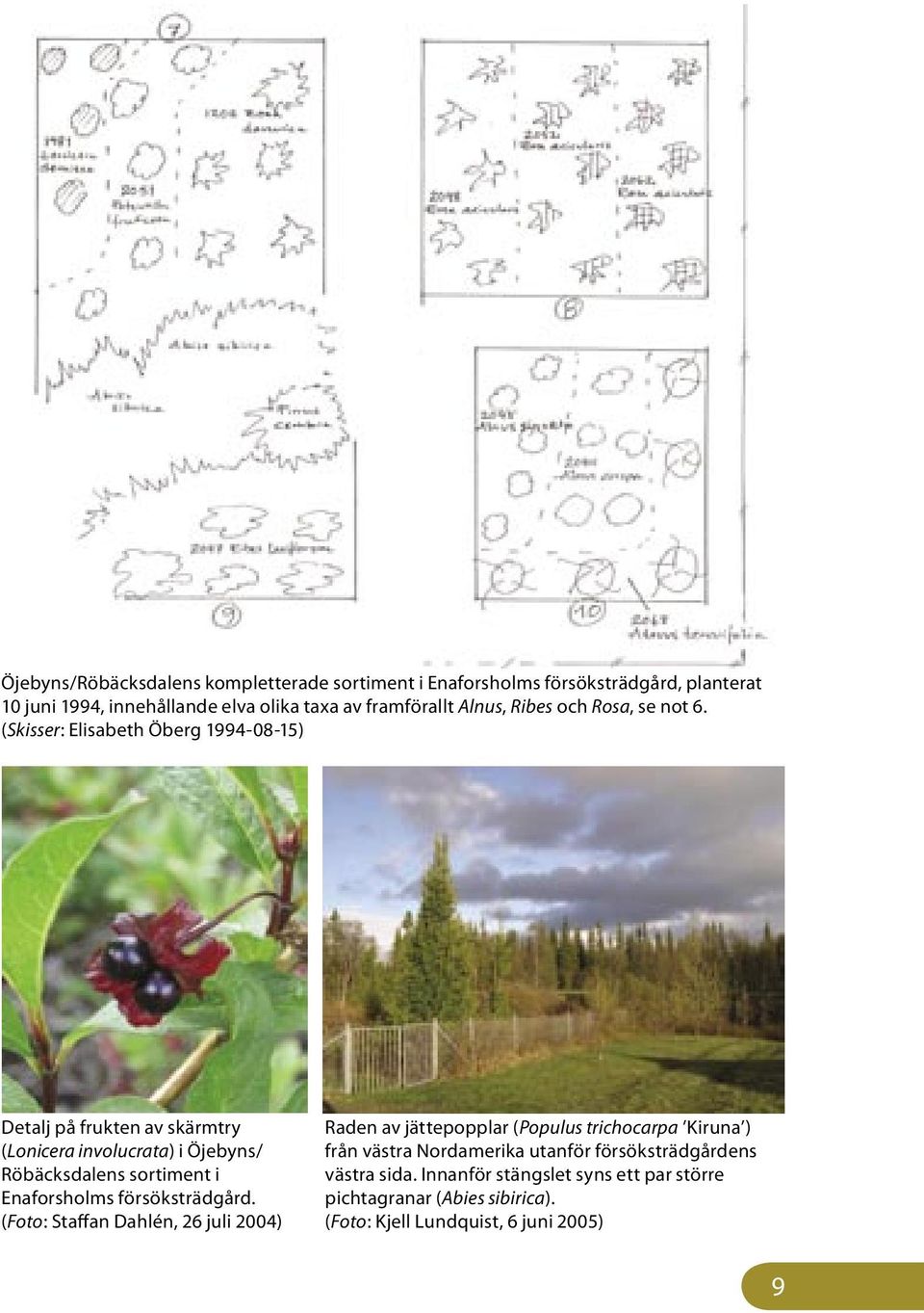 (Skisser: Elisabeth Öberg 1994-08-15) Detalj på frukten av skärmtry (Lonicera involucrata) i Öjebyns/ Röbäcksdalens sortiment i Enaforsholms