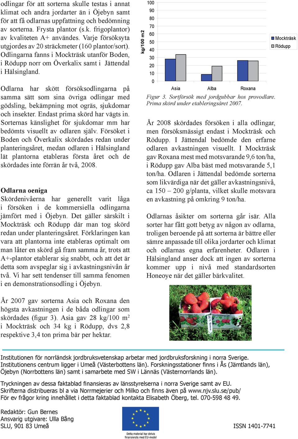 Odlarna har skött försöksodlingarna på samma sätt som sina övriga odlingar med gödsling, bekämpning mot ogräs, sjukdomar och insekter. Endast prima skörd har vägts in.