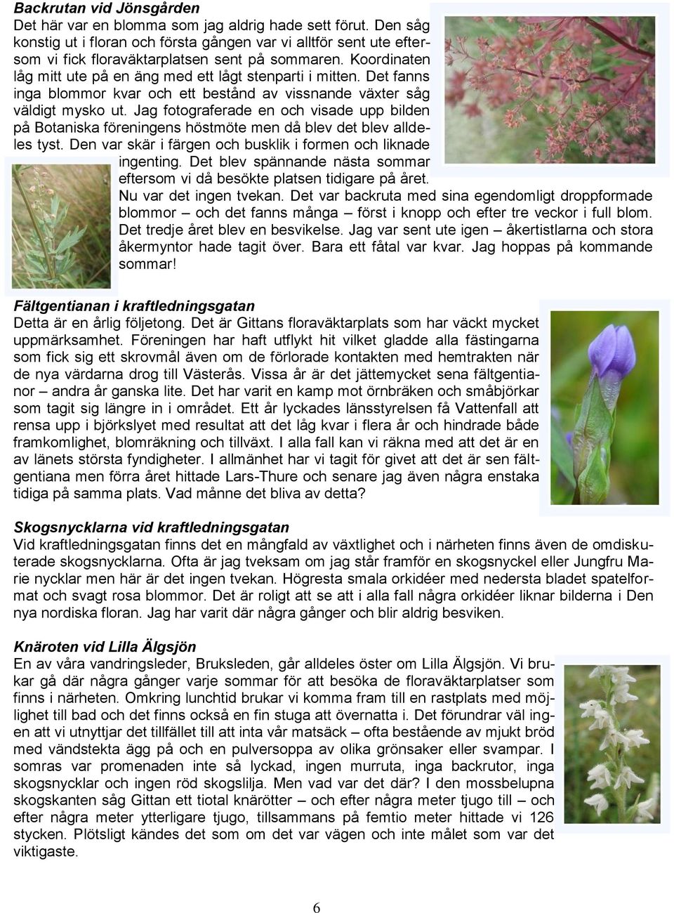 Det fanns inga blommor kvar och ett bestånd av vissnande växter såg väldigt mysko ut. Jag fotograferade en och visade upp bilden på Botaniska föreningens höstmöte men då blev det blev alldeles tyst.