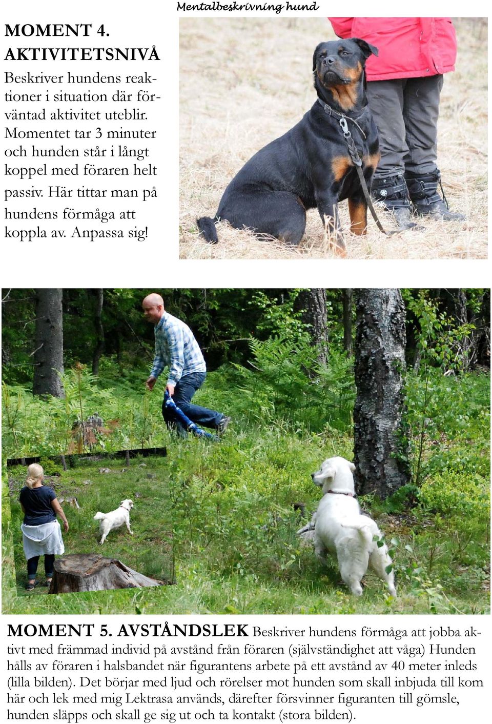 AVSTÅNDSLEK Beskriver hundens förmåga att jobba aktivt med främmad individ på avstånd från föraren (självständighet att våga) Hunden hålls av föraren i halsbandet när figurantens