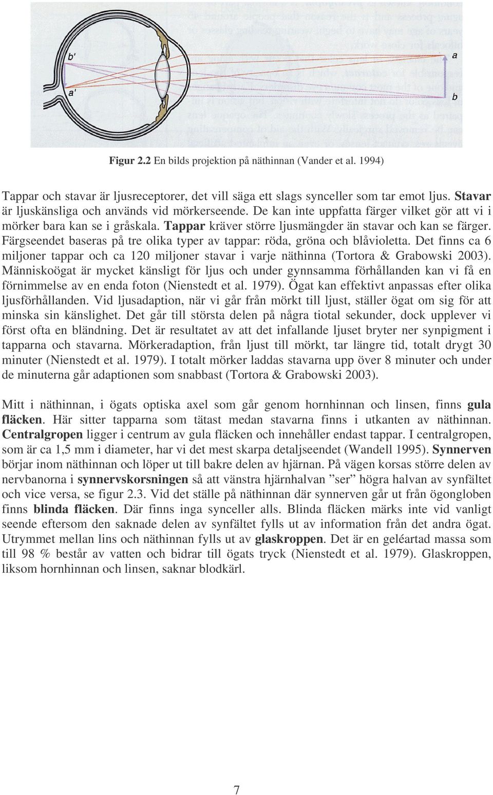 Färgseendet baseras på tre olika typer av tappar: röda, gröna och blåvioletta. Det finns ca 6 miljoner tappar och ca 120 miljoner stavar i varje näthinna (Tortora & Grabowski 2003).