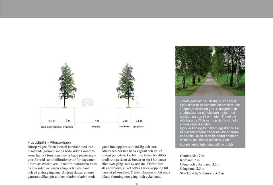 Innanför trädraderna finns på ena sidan av vägen gång- och cykelbana och på andra gångbana.