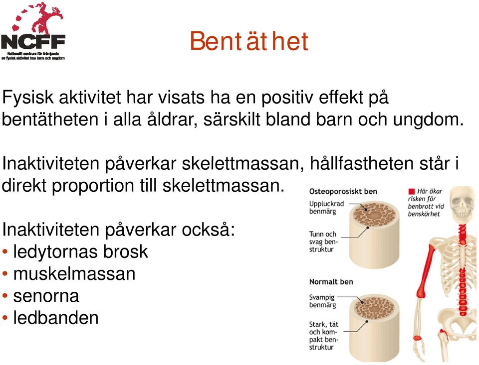 Inaktiviteten påverkar skelettmassan, hållfastheten står i direkt