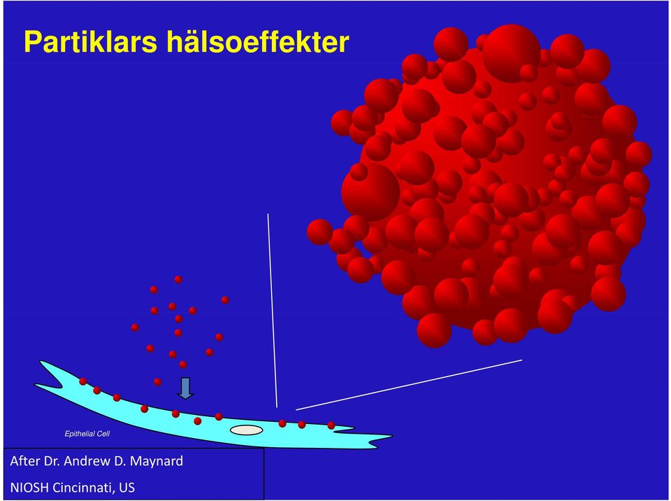 Epithelial Cell After