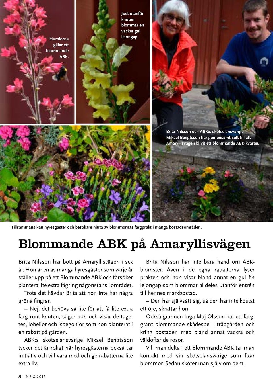Tillsammans kan hyresgäster och besökare njuta av blommornas färgprakt i många bostadsområden. Blommande ABK på Amaryllisvägen Brita Nilsson har bott på Amaryllisvägen i sex år.