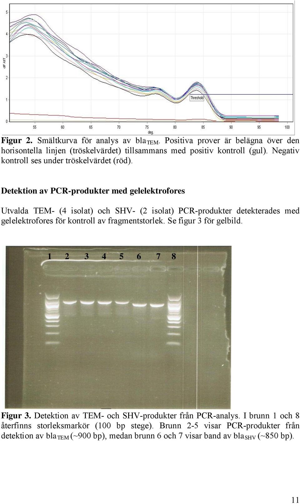Detektion av PCR-produkter med gelelektrofores Utvalda TEM- (4 isolat) och SHV- (2 isolat) PCR-produkter detekterades med gelelektrofores för kontroll av